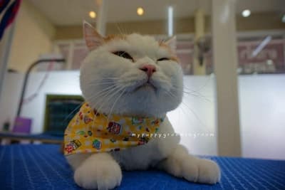 My Puppy (บางใหญ่) 6