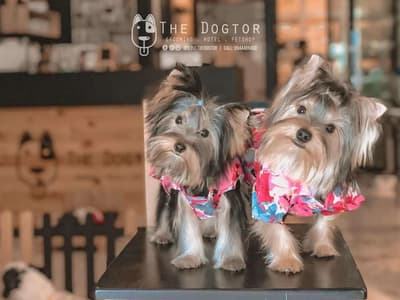 The Dogtor (เดอะ ด็อกเตอร์) Grooming+Dog Hotel+Pet shop 4