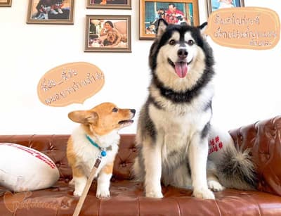 Pet Friends Bangsaen (บางแสน) 9