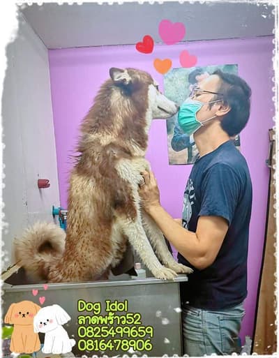 Dog Idol (ลาดพร้าว52) Grooming 7