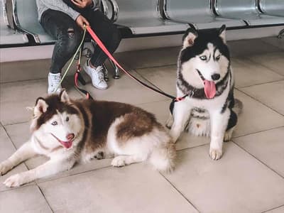 Ohayo Pet Hospital (แม่ริม) 8