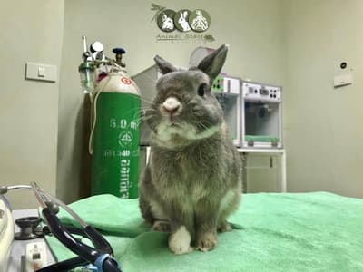 Animal Space Hospital (โรงพยาบาลสัตว์แอนิมอลสเปซ) 4