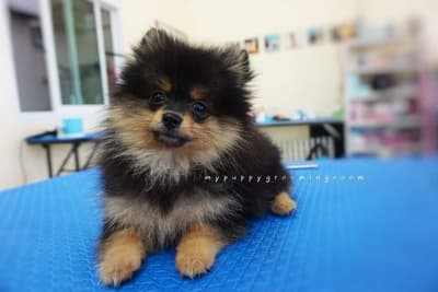 My Puppy (บางใหญ่) 8