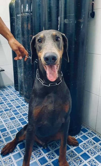 My Dog Animal Hospital (โรงพยาบาลสัตว์ มายด๊อก) 9