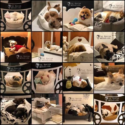 The Dogtor (เดอะ ด็อกเตอร์) Grooming+Dog Hotel+Pet shop 6
