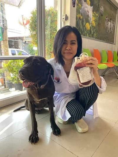 My Dog Animal Hospital (โรงพยาบาลสัตว์ มายด๊อก) 3