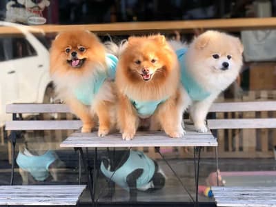 The Dogtor (เดอะ ด็อกเตอร์) Grooming+Dog Hotel+Pet shop 7