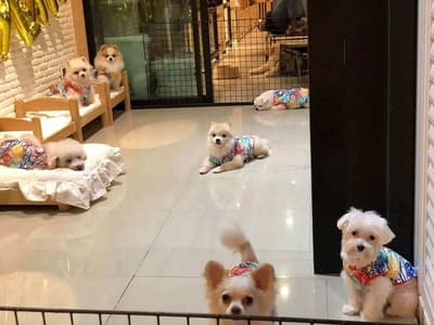 The Dogtor (เดอะ ด็อกเตอร์) Grooming+Dog Hotel+Pet shop 8