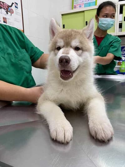My Dog Animal Hospital (โรงพยาบาลสัตว์ มายด๊อก) 7