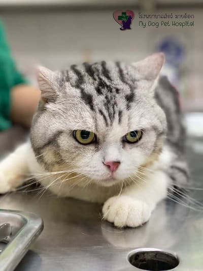 My Dog Animal Hospital (โรงพยาบาลสัตว์ มายด๊อก) 4