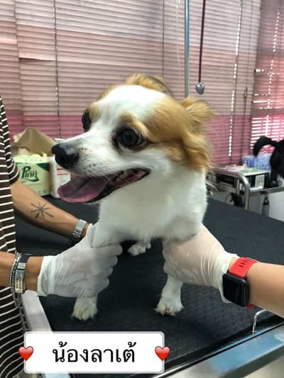 Petsiamparkclinic (สัตวแพทย์สวนสยาม) 9