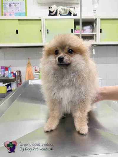 My Dog Animal Hospital (โรงพยาบาลสัตว์ มายด๊อก) 6