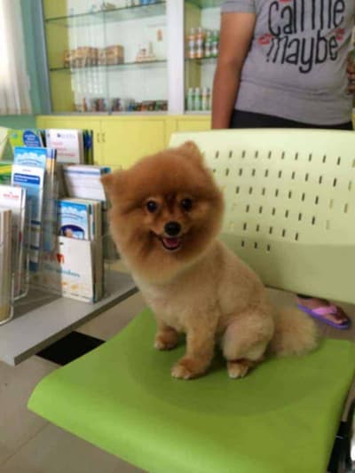 Singhasaneh Animal Hospital (โรงพยาบาลสัตว์สิงห์เสน่ห์) 2