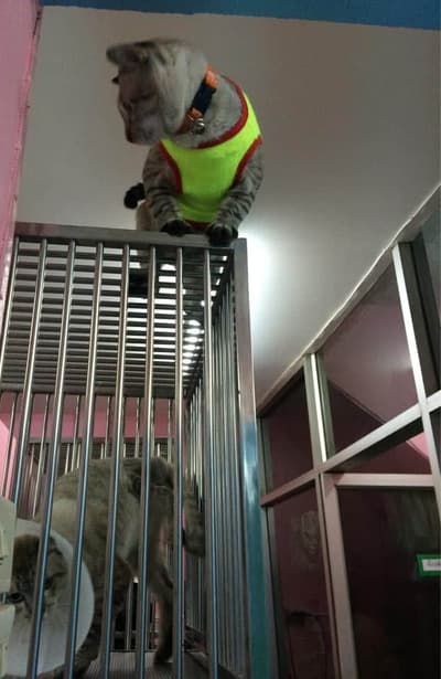 Thaphra Animal Hospital (โรงพยาบาลสัตว์ท่าพระ) 5