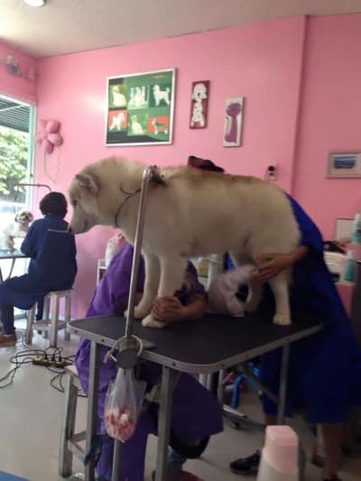 ร้านกระดิกหาง (พาราไดซ์ พาร์ค) 4