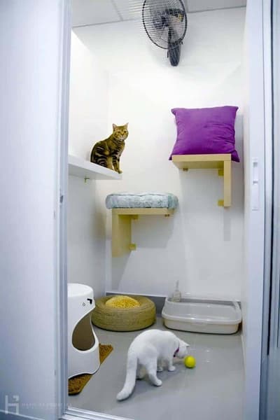 โรงแรมแมว Casa de Cat : หัวลำโพง 3