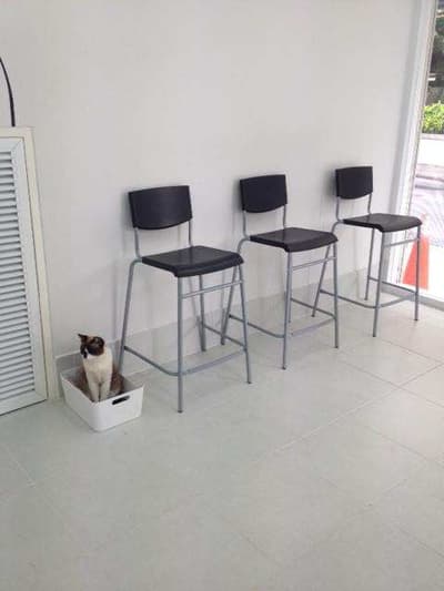 โรงพยาบาลสัตว์สุขุมวิท 49 (Sukhumvit 49 Veterinary Hospital) 2