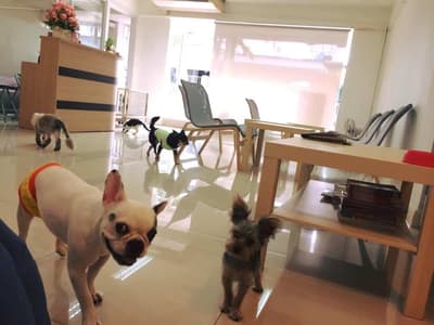 Dog Village (Grooming&Hotel) 2