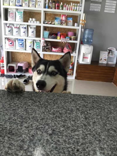 Vet Care Animal Hospital (โรงพยาบาลสัตว์เวทแคร์) 1