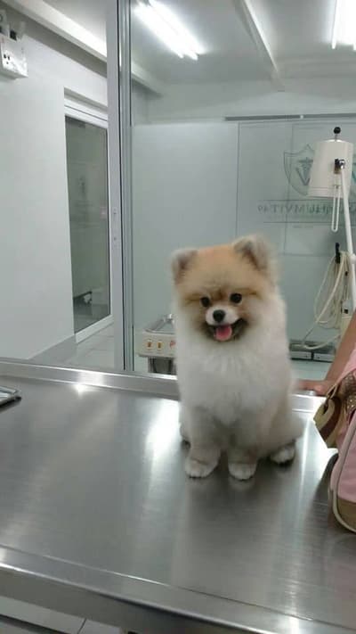 โรงพยาบาลสัตว์สุขุมวิท 49 (Sukhumvit 49 Veterinary Hospital) 3