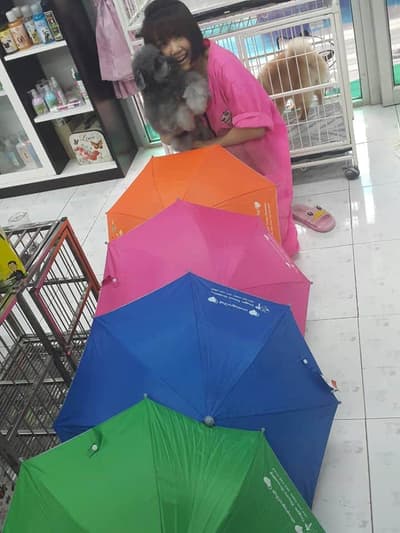 Doggie Dream Grooming (บางบอน) 4