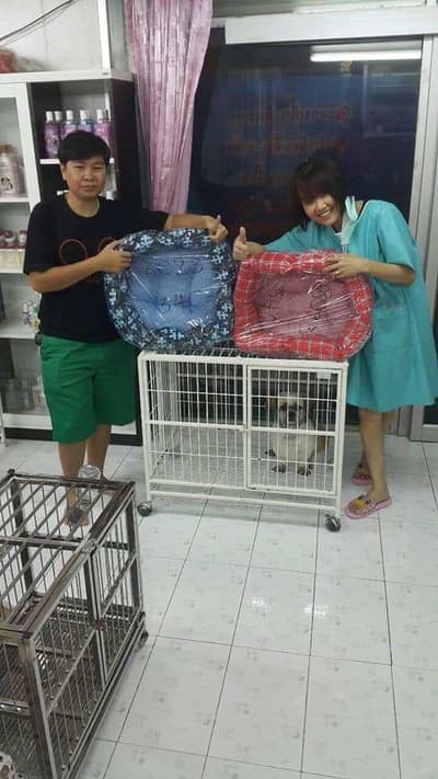 Doggie Dream Grooming (บางบอน) 5