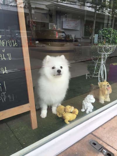 Dog Village (Grooming&Hotel) 3