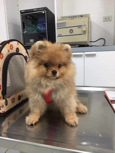 โรงพยาบาลสัตว์สุขุมวิท 49 (Sukhumvit 49 Veterinary Hospital) 4