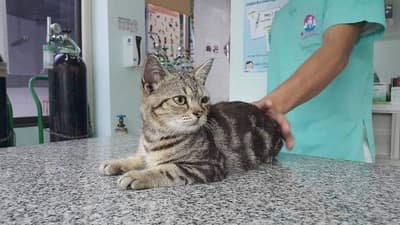โรงพยาบาลสัตว์พระราม 3 (Rama III Animal Hospital) 1