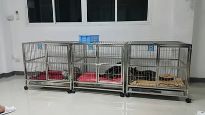 V PET HOSPITAL (โรงพยาบาลสัตว์วี เพท ฮอสพิทอล) 6