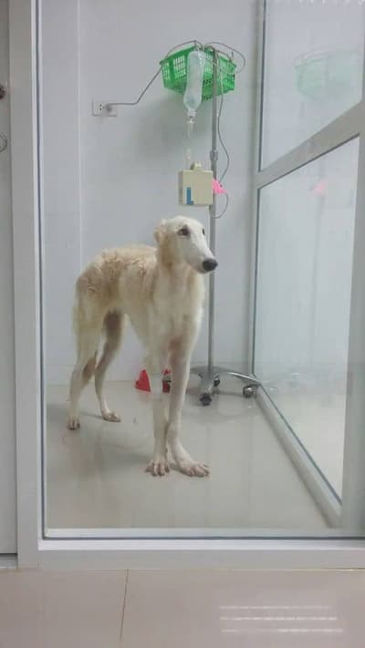 V PET HOSPITAL (โรงพยาบาลสัตว์วี เพท ฮอสพิทอล) 7
