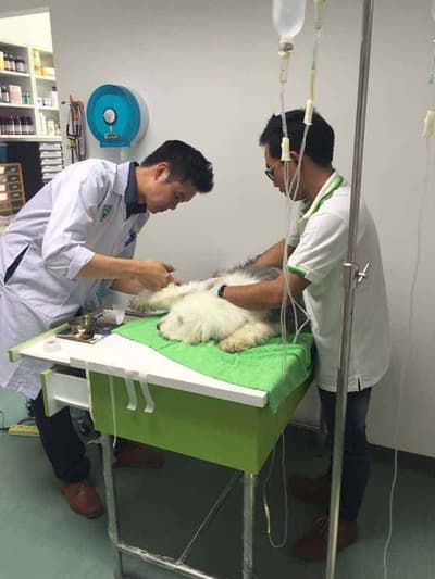 V PET HOSPITAL (โรงพยาบาลสัตว์วี เพท ฮอสพิทอล) 8