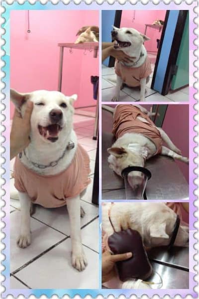 Thaphra Animal Hospital (โรงพยาบาลสัตว์ท่าพระ) 1