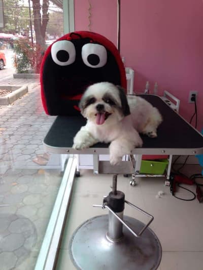 ร้านกระดิกหาง (พาราไดซ์ พาร์ค) 3