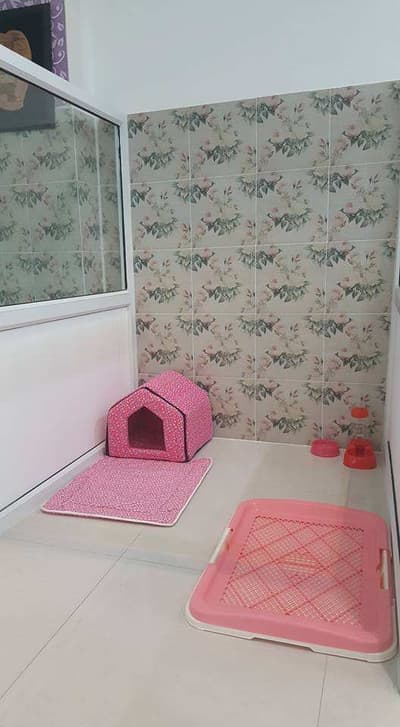 The living dog hotel (อินทามระ 47) 2