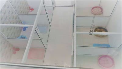 The living dog hotel (อินทามระ 47) 3
