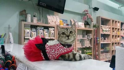โรงพยาบาลสัตว์พระราม 3 (Rama III Animal Hospital) 2