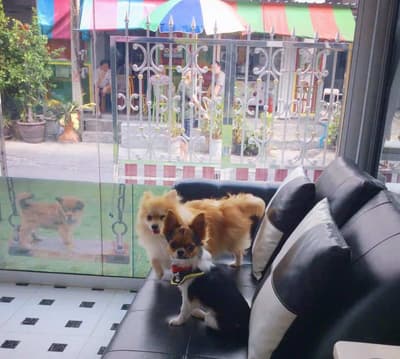 The living dog hotel (อินทามระ 47) 6