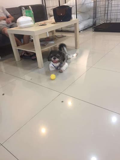 Dog Village (Grooming&Hotel) 4