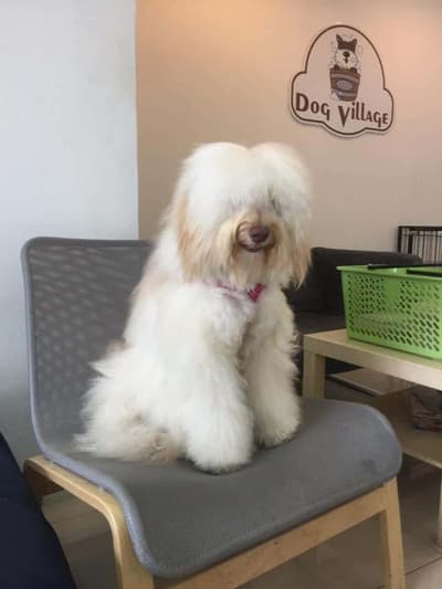 Dog Village (Grooming&Hotel) 5