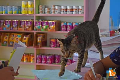 Vet Sukjai (คลินิกสัตวแพทย์สุขใจ) 4