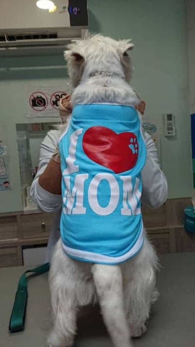โรงพยาบาลสัตว์พระราม 3 (Rama III Animal Hospital) 4