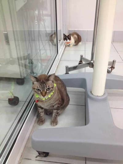 โรงพยาบาลสัตว์สุขุมวิท 49 (Sukhumvit 49 Veterinary Hospital) 5