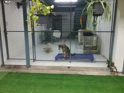 โรงแรมสุนัขและแมวบ้านเพราะรัก 2