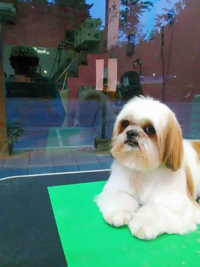 ร้านกระดิกหาง (พาราไดซ์ พาร์ค) 5