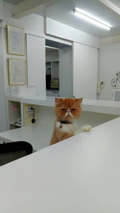 โรงพยาบาลสัตว์สุขุมวิท 49 (Sukhumvit 49 Veterinary Hospital) 6