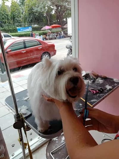 ร้านกระดิกหาง (พาราไดซ์ พาร์ค) 6