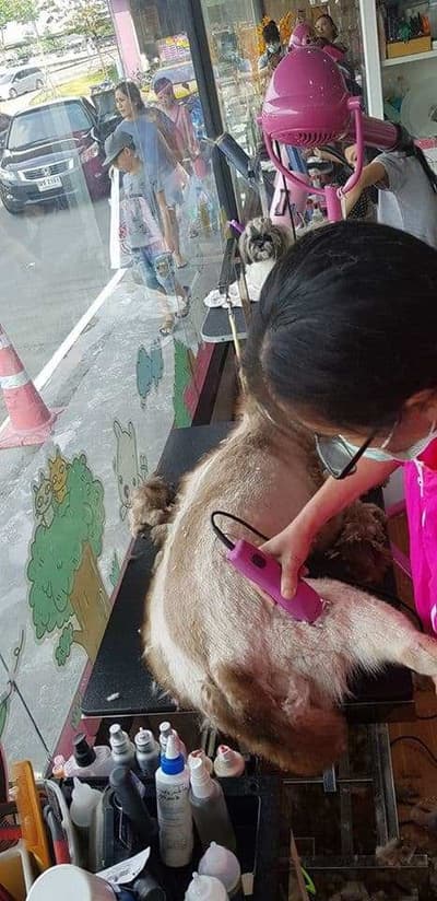 Darling Dogs (ศาลายา) 1