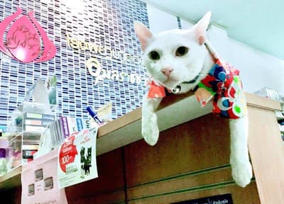 โรงพยาบาลสัตว์อุบลราชธานี (สาขาสี่แยกวนารมย์) 3