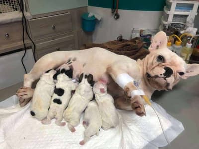 โรงพยาบาลสัตว์พระราม 3 (Rama III Animal Hospital) 5